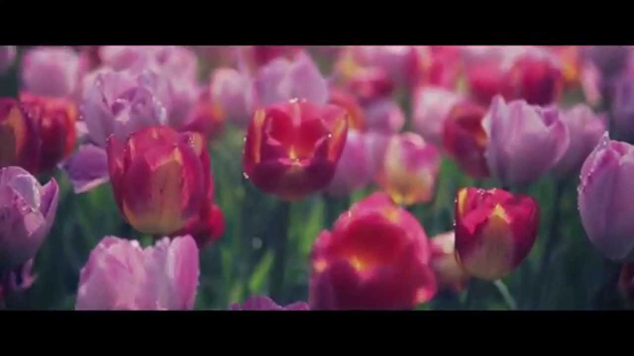 Tulipanomania - racconto di una fioritura straordinaria