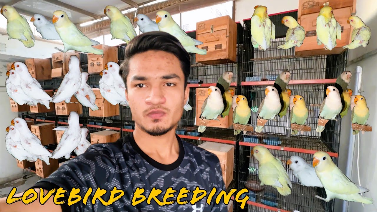 Lovebirds Breeding Progress Nexus Birds Creamino Decino Albino