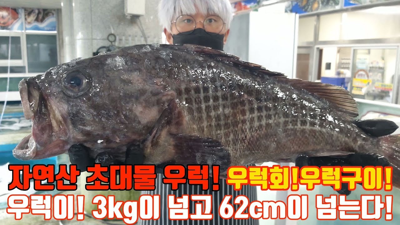 자연산 6짜 초대물 우럭! 대물 우럭 회뜨기!