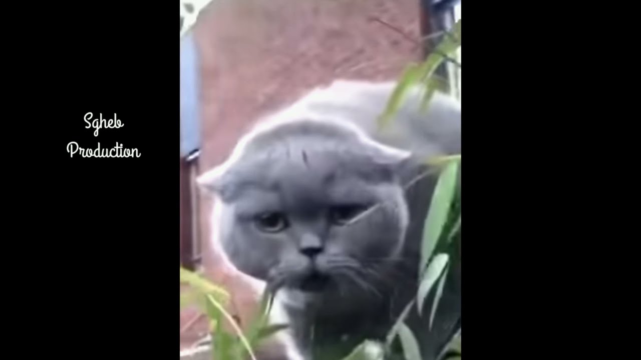Cat Says N-Word Drill Remix