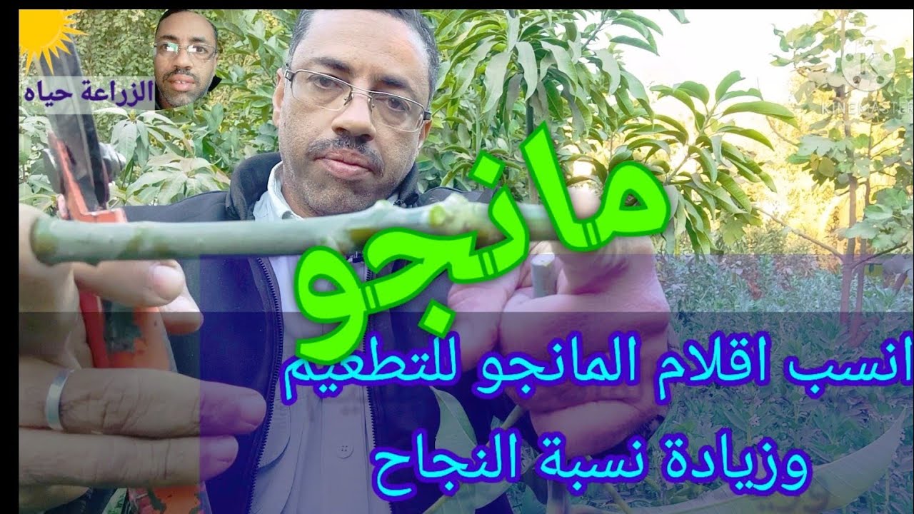 مميزات وعيوب اقلام المانجو سريعة وبطيئة النمو