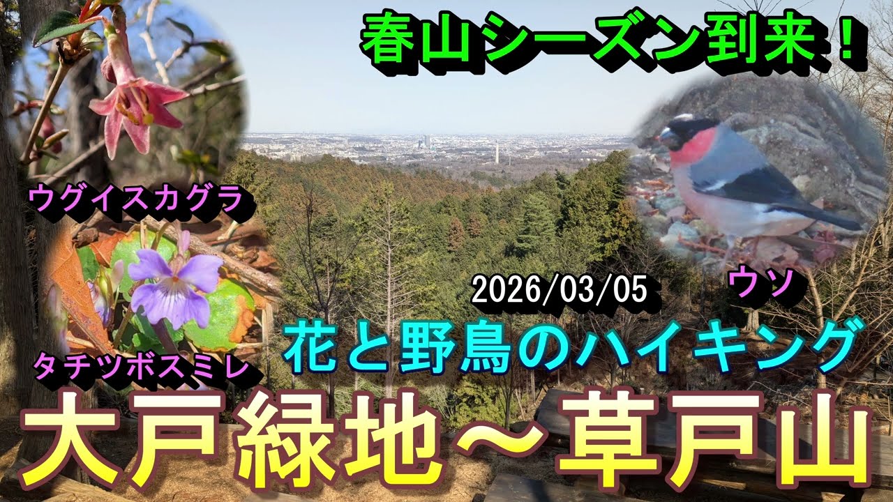 【花と野鳥のハイキング】大戸緑地〜草戸山　春山シーズン到来！　スミレ、ウグイスカグラ、ウソ、アカゲラ等