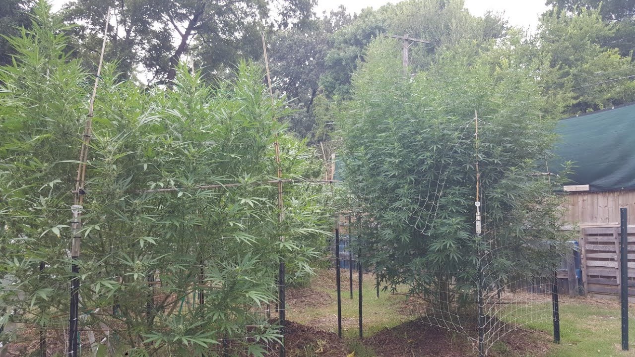 Growing cannabis outdoors in oklahoma![garden  walkthrough]#organic #urbanfarmer #cannabis