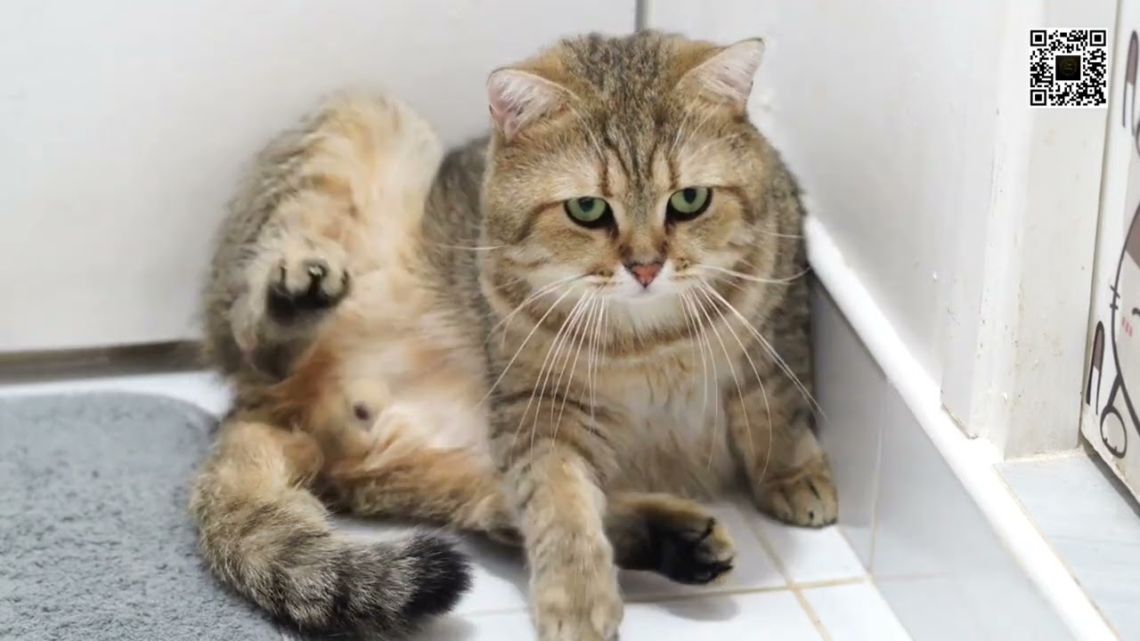Looking at Cats can make you happy!  Cute Kittens and Puppies, sweet dogs and cats