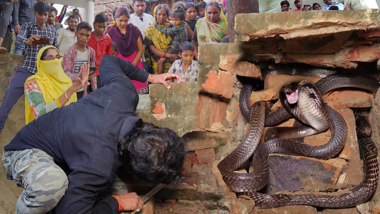 खौफनाक मंजर, कैमरे में कैद हुआ अद्भुत दृश्य, एक साथ नाग नागिन को कैसे पकड़ा! Real Nag Nagin Rescue 😱