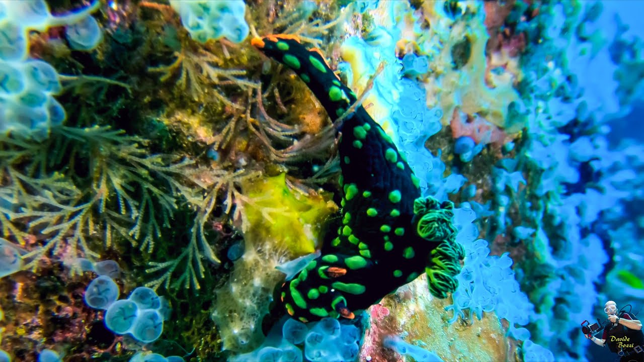 Indonesia. Raja Ampat (October 2022).  Nudibranco (Nembrotha kubaryana). (4K).