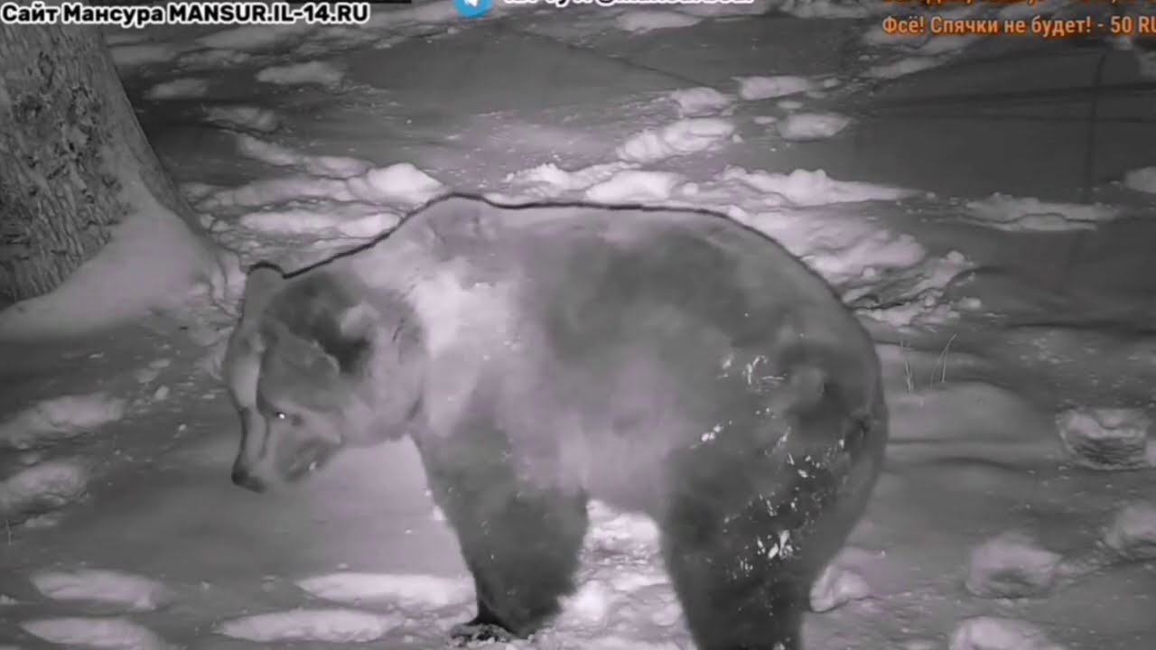 Третий день спячки, однако! ♥️Медведь Мансур