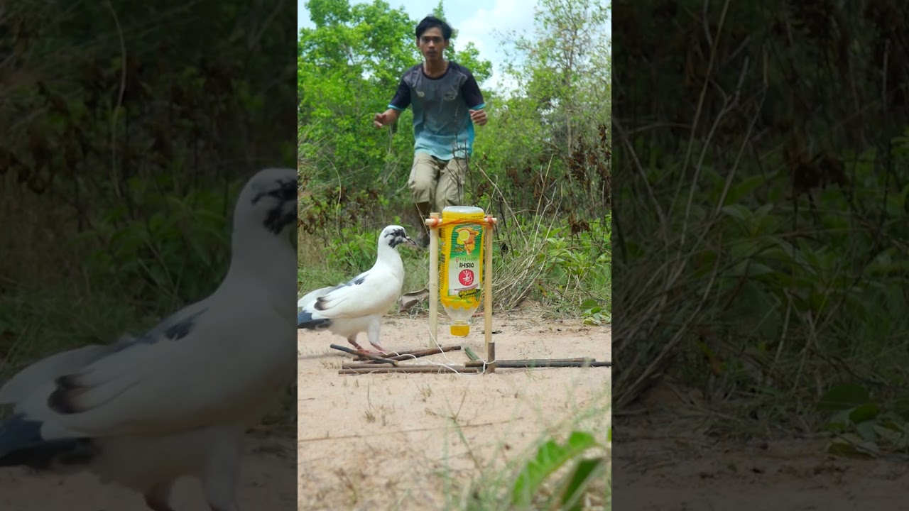 Creative Easy Bird Trap Using Plastic Bottle And Wood