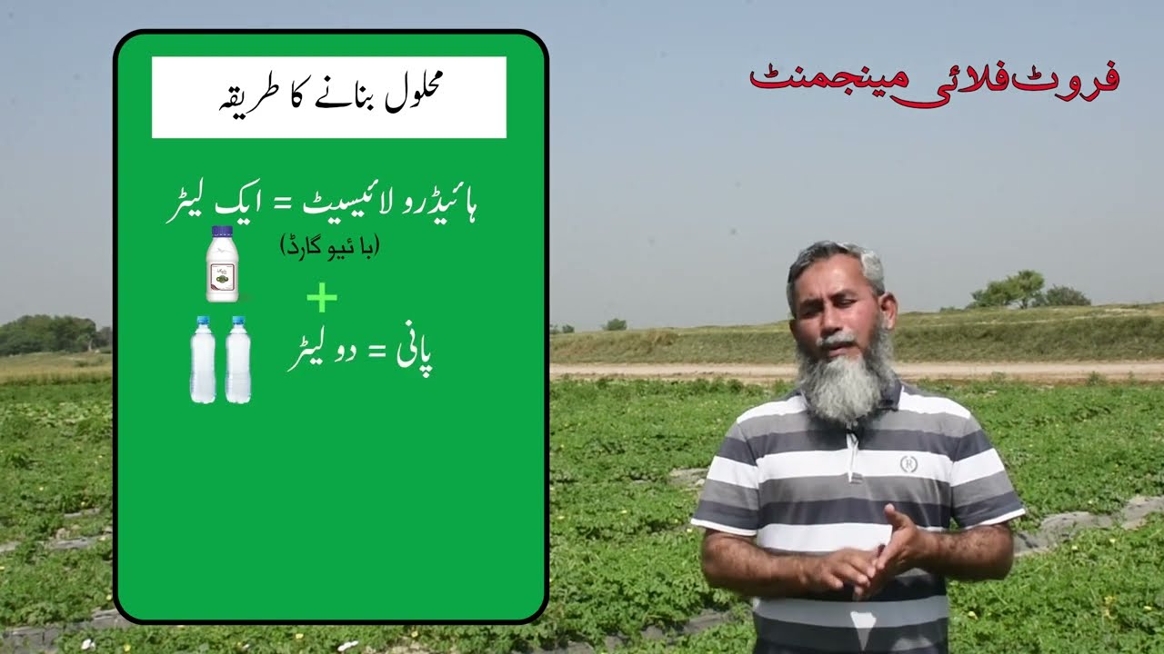 پھل کی مکھی کی مینجمنٹ