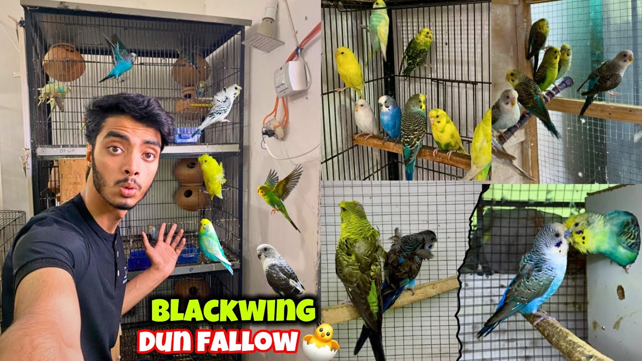Blackwing hogo budgies ka bacha nikl aya🥳|Dun fallow budgies ko ring phna dia