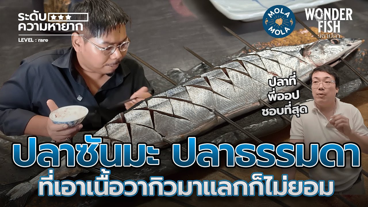 ปลาซันมะ ปลาของประชาชน  #wonderfish