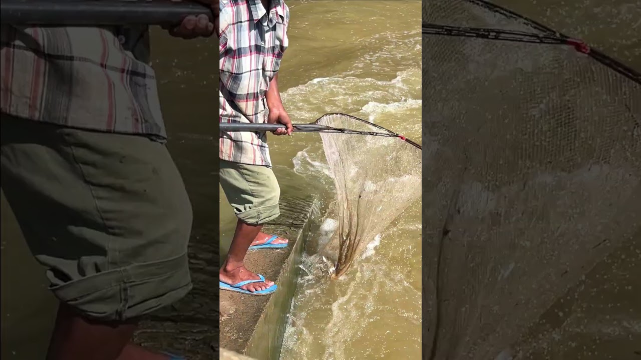 Free Life KH: Real Life 100% Net Fishing In River At The Countryside..(Episode 246)