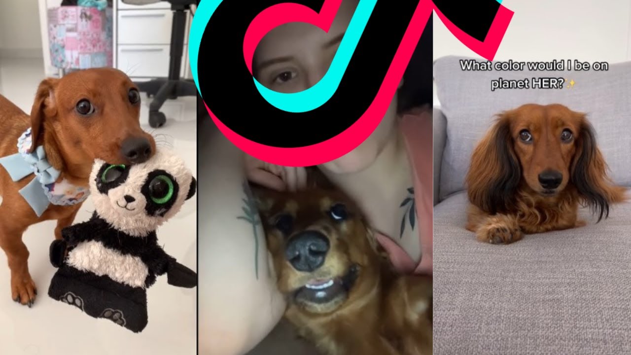 The Sweetest Dachshund TikTok Compilation | Dogs Of TikTok
