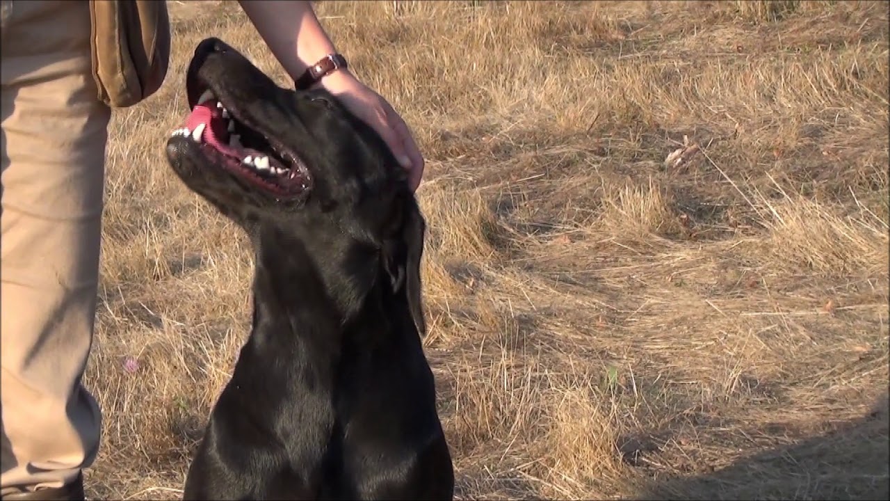 Connivence - Élevage de labradors pour la chasse. Élevage de Labradors lignées de Travail.