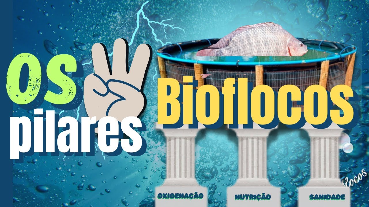 Os 3 Pilares do Bioflocos: Oxigenação, Nutrição e Sanidade. #sobioflocos