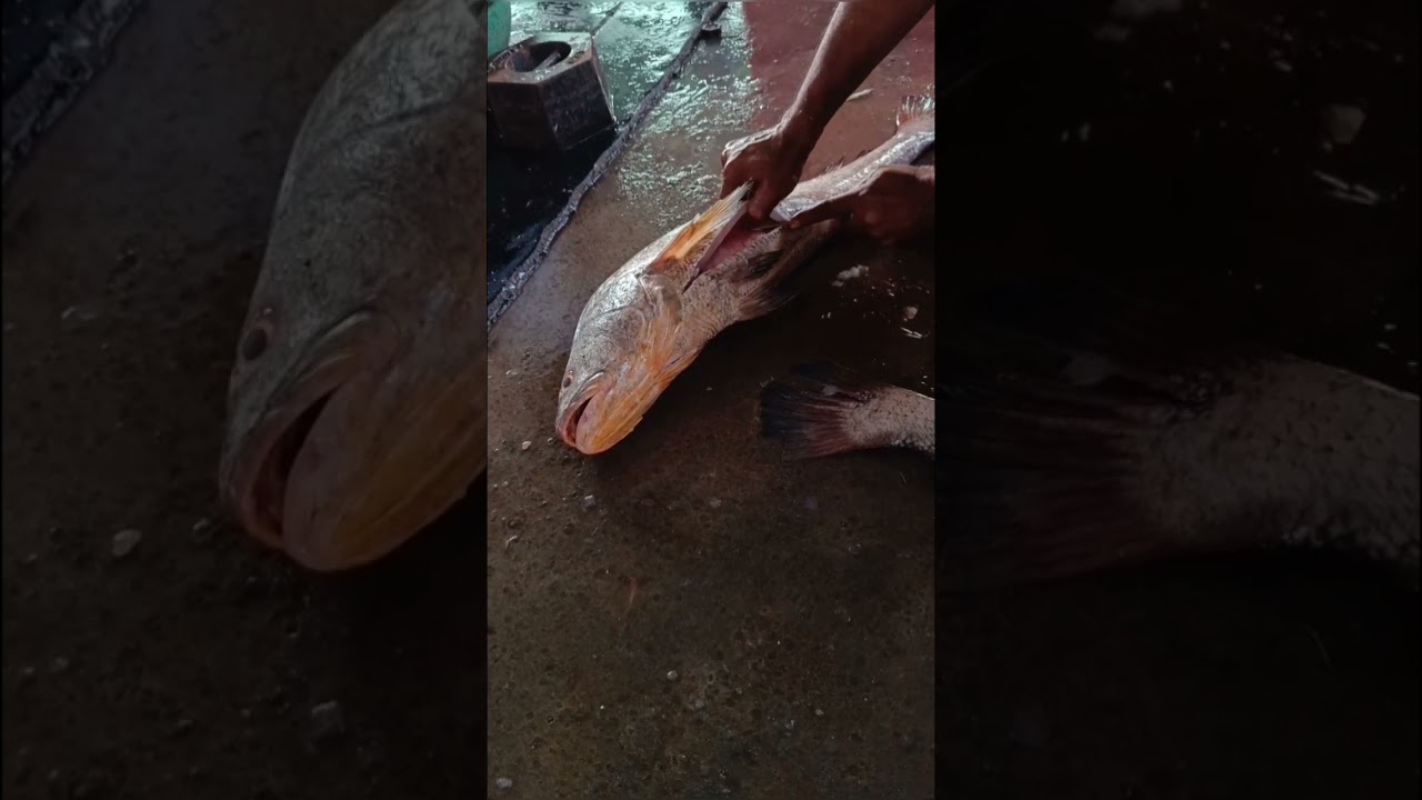 ghol fish amazing pota