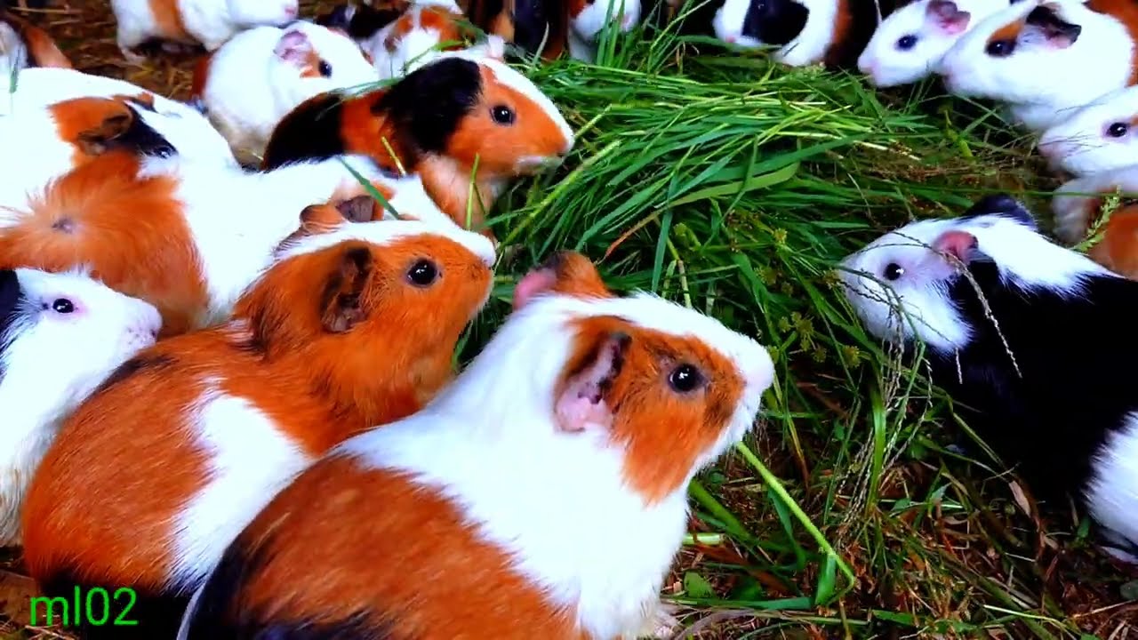 asmr|kueren..? cute guinea pig action mukbang green grass asuik 