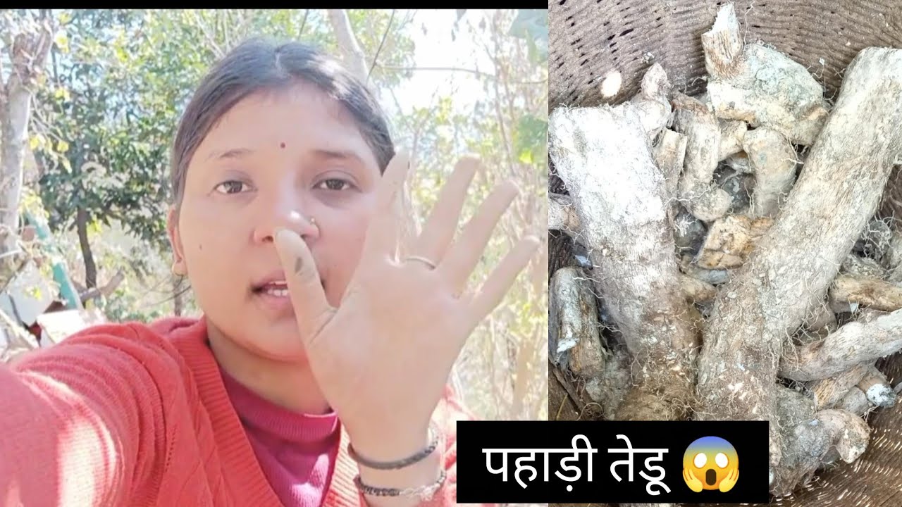 पहाड़ी तेडू 😋😋😋आज गई तेडू निकलने जंगल 😱