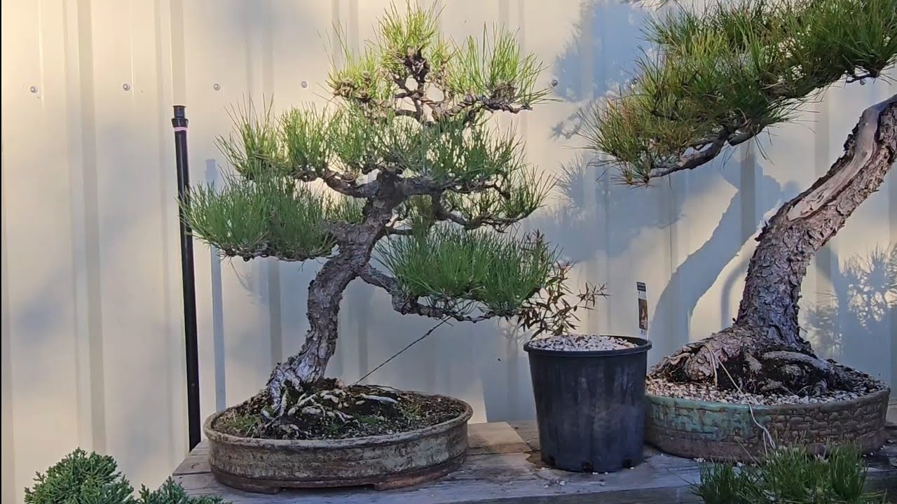 Late summer ☀️  walk around the bonsai benches 