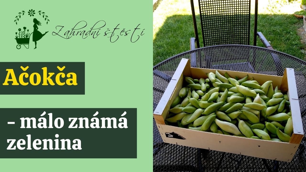 Ačokča - seznamte se s málo známou zeleninou