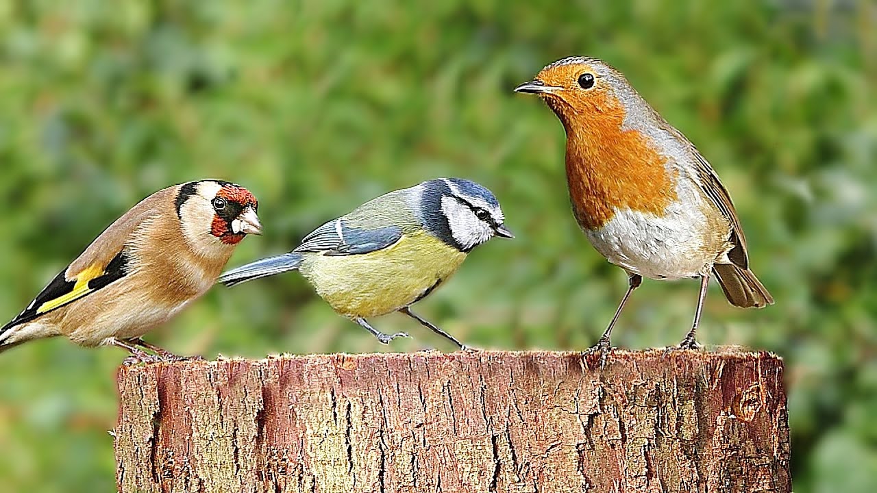 TV for Cats and Dogs - Birds Chirping on The Garden Log : 8 HOURS