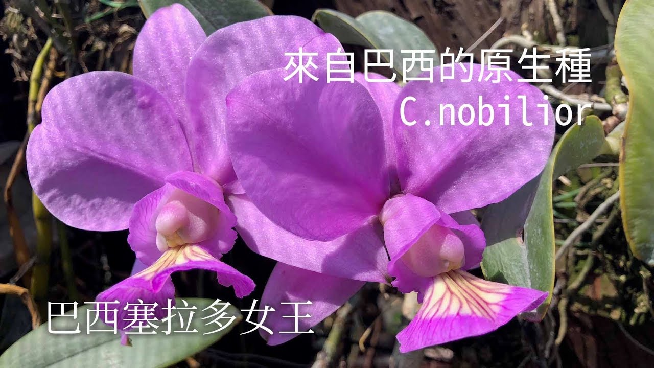 蘭花如何照顧  來自巴西的蘭花 Cattleya nobilior 貴族 嘉德利亞蘭 | 美麗又夢幻的唇瓣