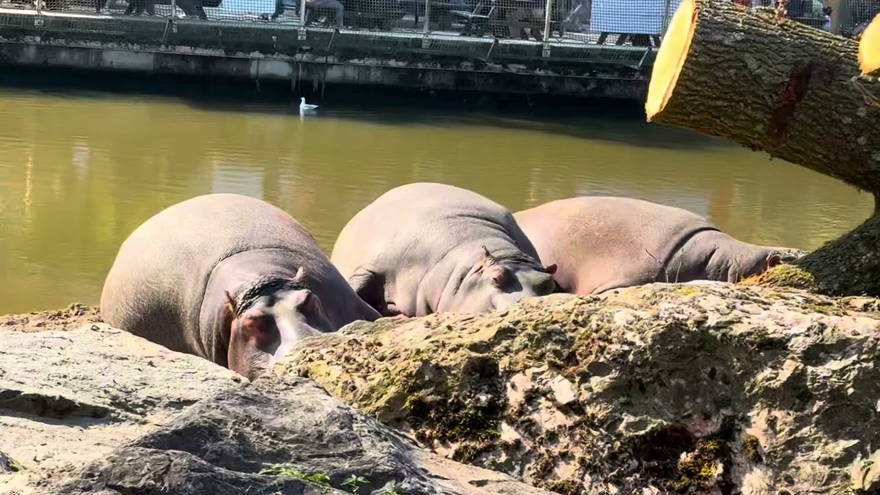 SAFARI PARK BEEKSE BERGEN | HILVARENBEEK NETHERLANDS