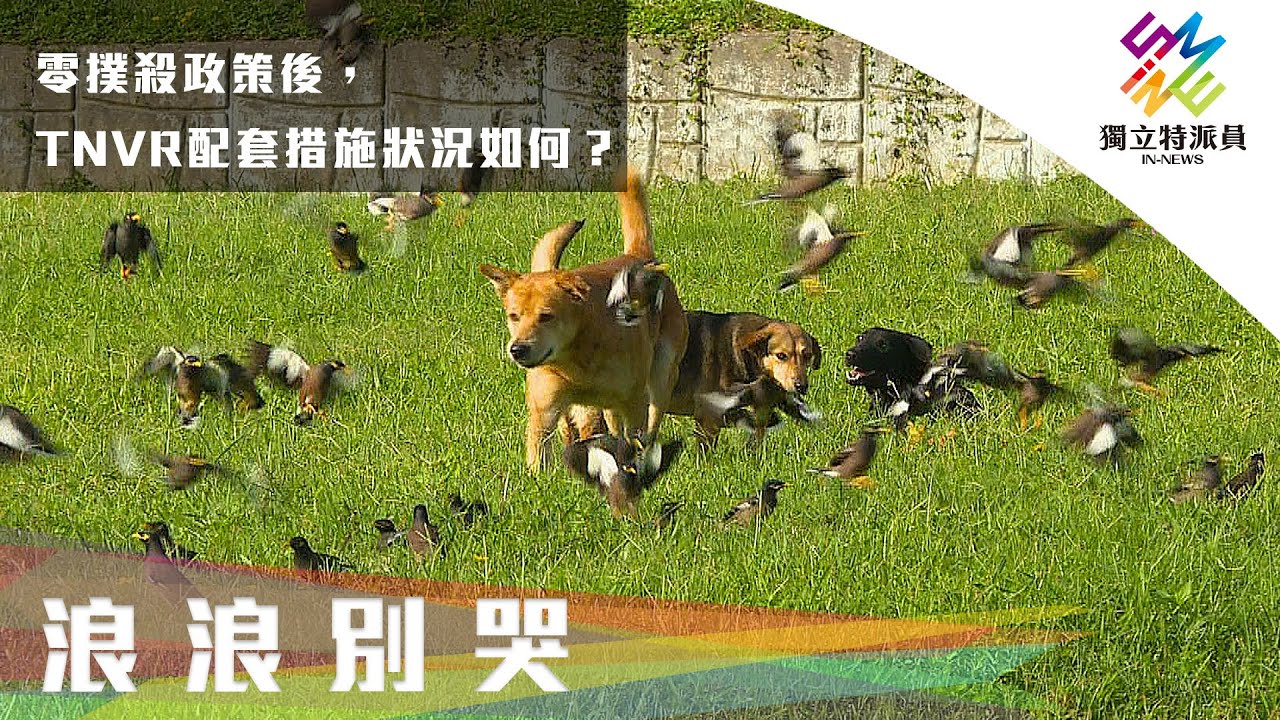 零撲殺政策後，TNVR配套措施狀況如何？｜獨立特派員 第676集 (浪浪別哭)