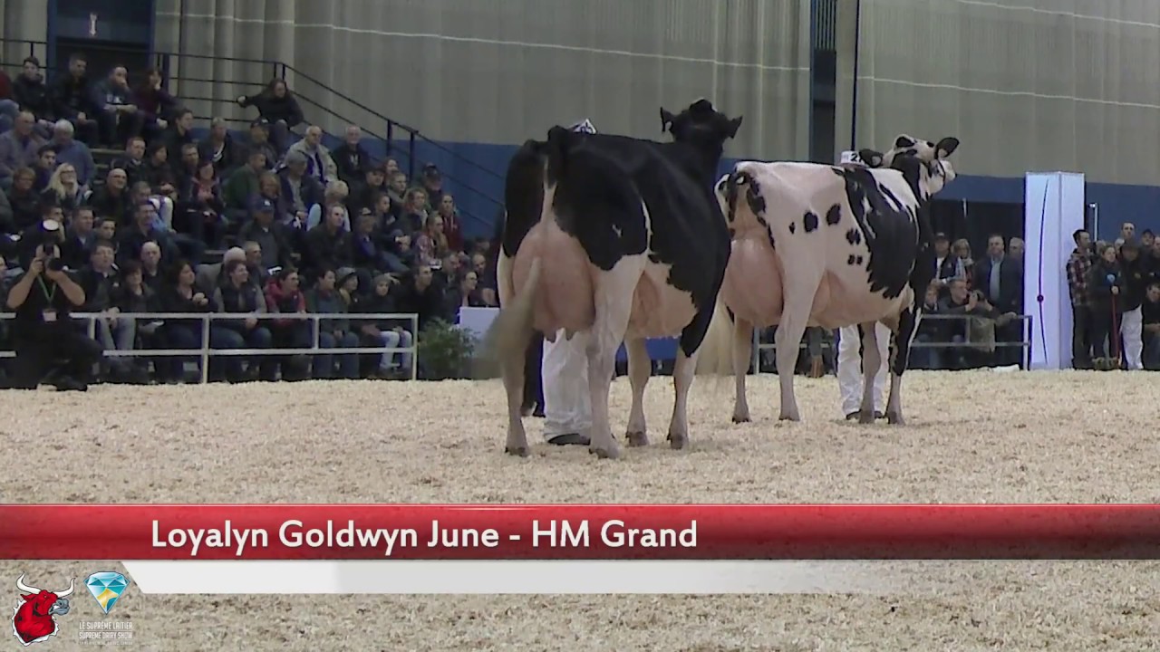 Grand Champion - Le Suprême Laitier - Supreme Dairy