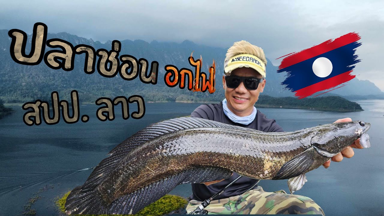 ตามหาปลาช่อน อกไฟ 🔥  ปลาก๊วน สปป ลาว