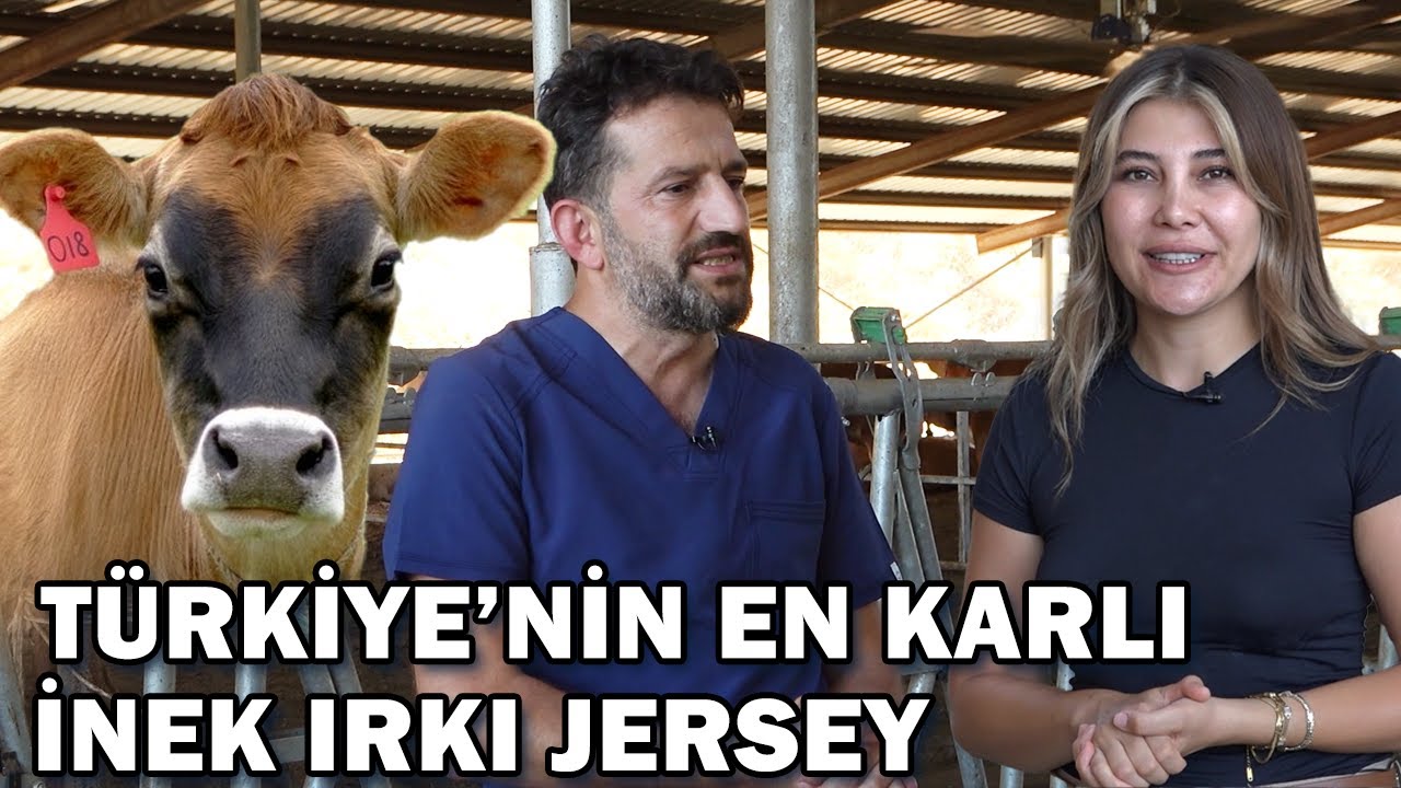En Verimli İnek Irkı Jersey! 4 Milyon Jersey, 10 Milyon Sığıra Bedel / Gündem Sektör