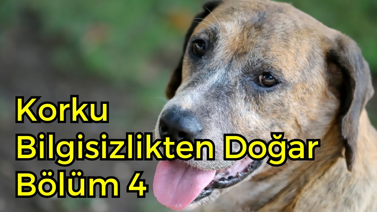 Korku Bilgisizlikten Doğar || Bölüm 4