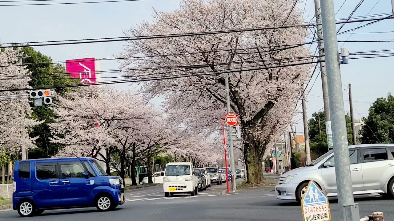 JAPAN 🇯🇵 OYAMA CITY ROADSIDE BEAUTIFUL FLOWERS 💐 TREES🌳