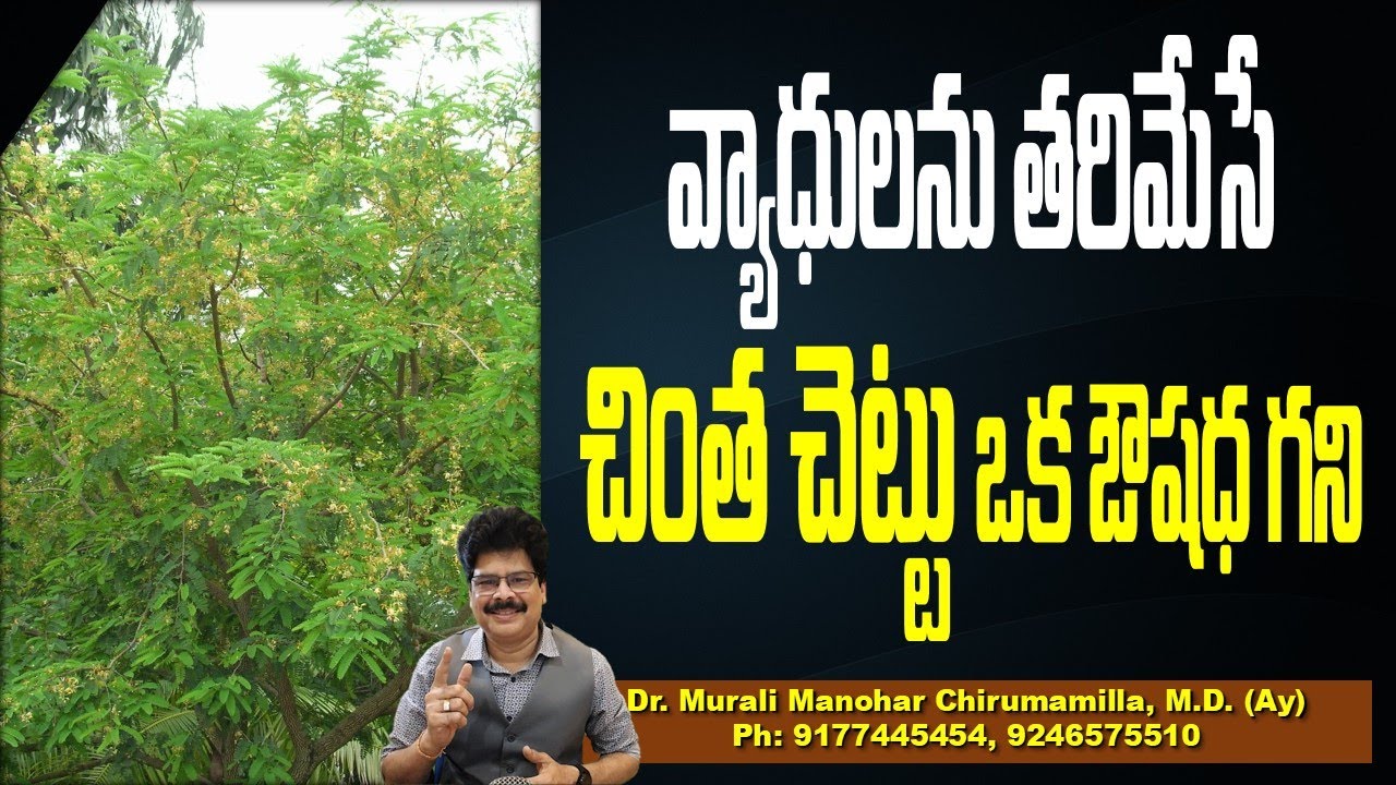 వ్యాధులను తరిమేసే చింత చెట్టు ఒక ఔషధ గని ! Health Benefits of Chinta chettuI Benefits Of Tamarind!