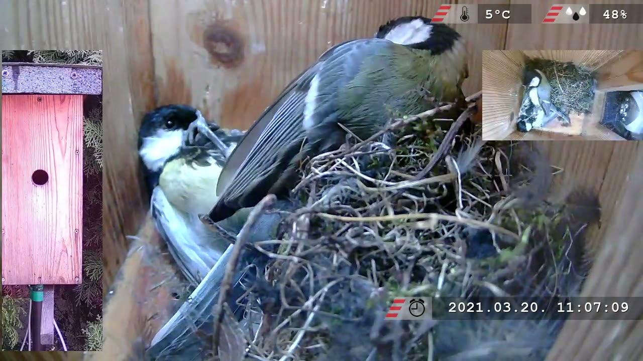 ⚠SHOCKING CONTENT⚠ Great tits - Extreme fight for the nesting box
