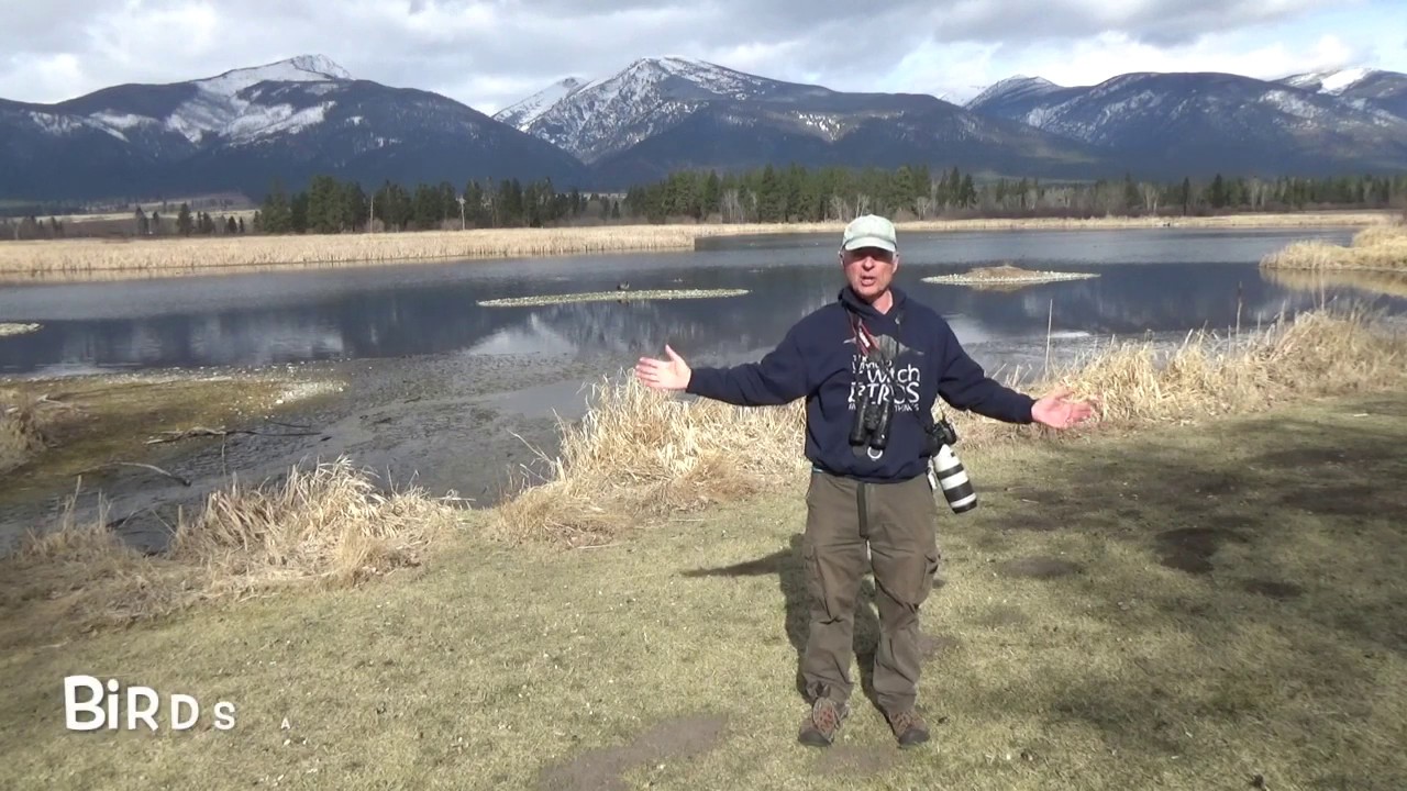 Birding Basics with Sneed & Braden Collard