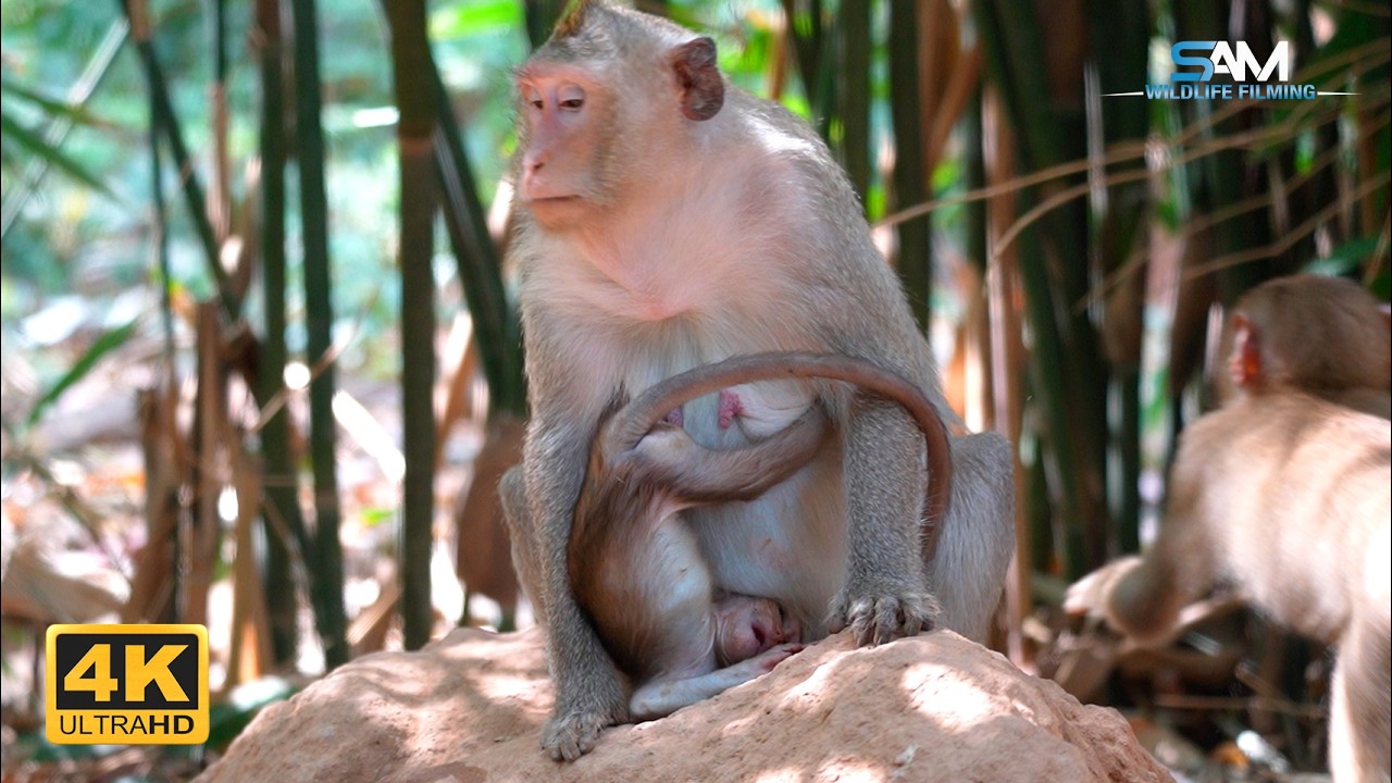 When Mom's Around, BESSIE Forgets She's Grown Up!