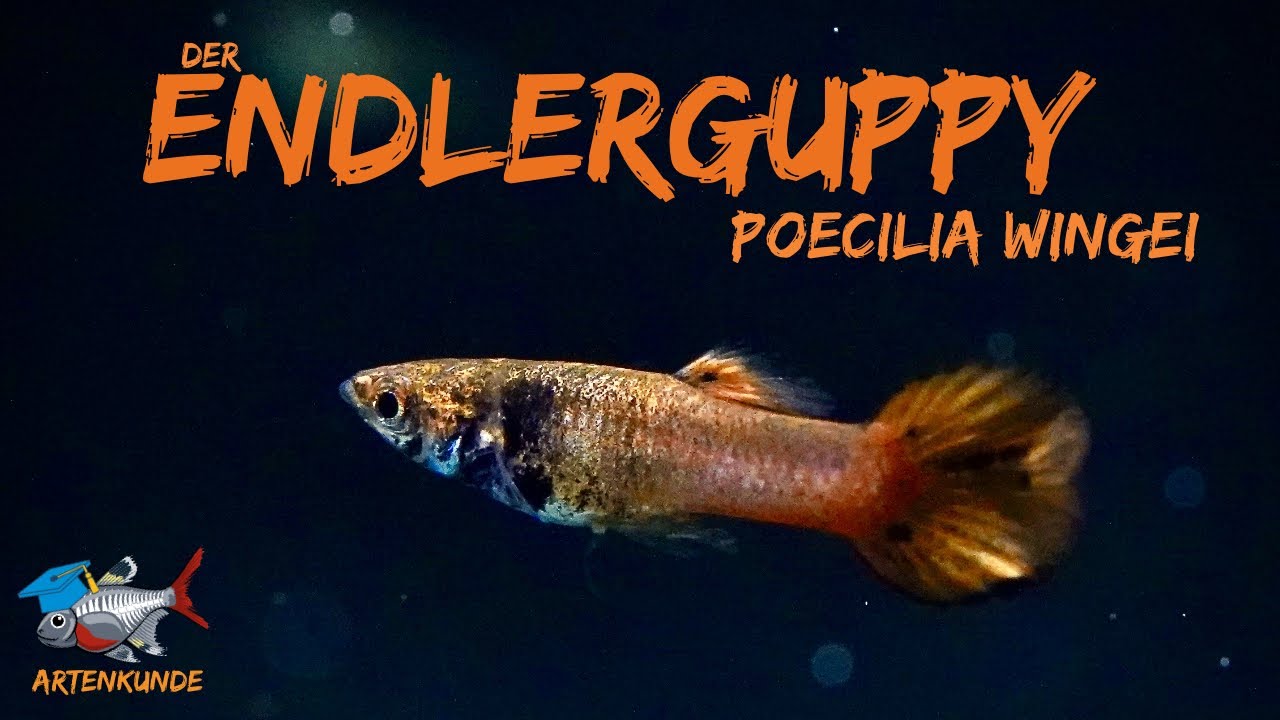 Der Endler Guppy - Poecilia wingei | ADVENTdicted! Adventskalender | T&uuml;rchen 2