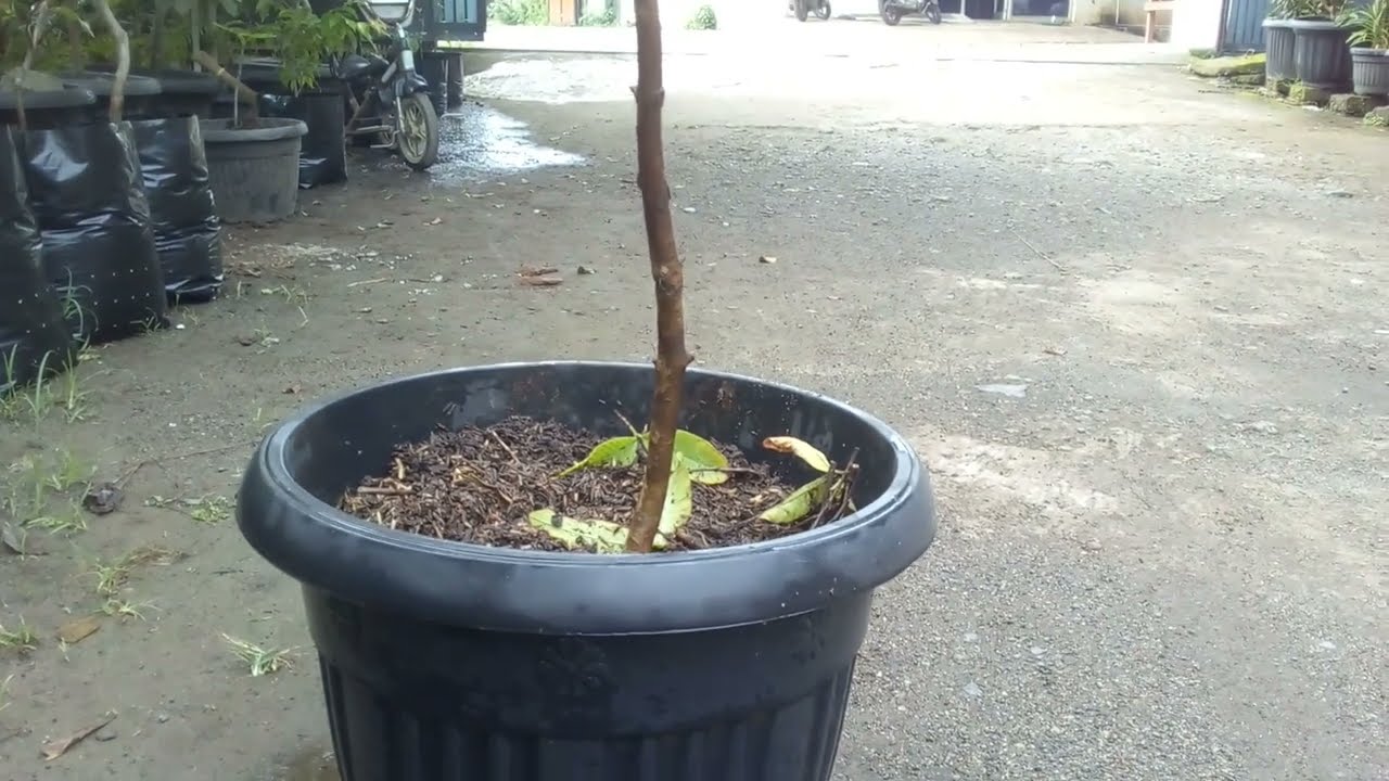 Tabulampot Jambu Chegua || Penanganan Bibit Yang Baru Datang