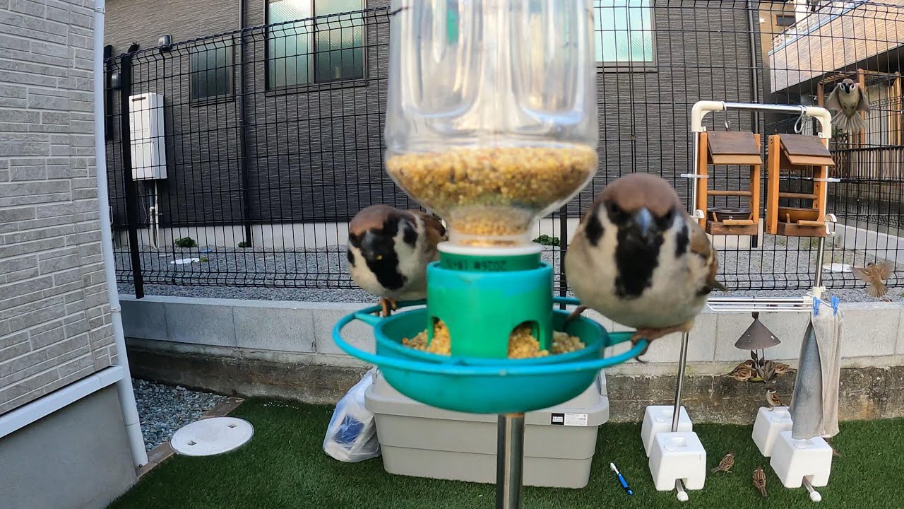 2026/02/02 Sparrow's breakfast
