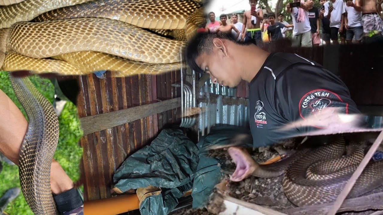 PINAG BAB*RIL DAHIL SA BANGIS NANG MGA COBRA  HULI ANG TATLONG COBRA