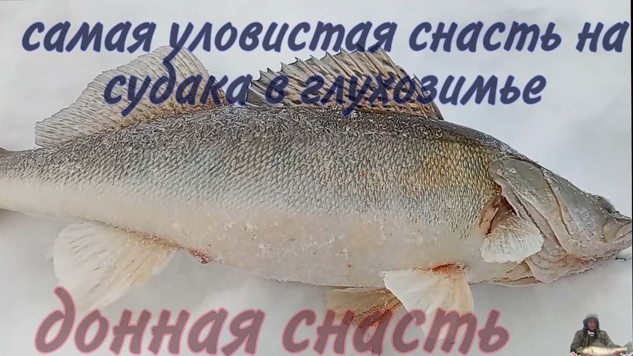 самая уловистая снасть;на судака в глухозимье;донки на  судака#судак#доннаяснасть#глухозимье