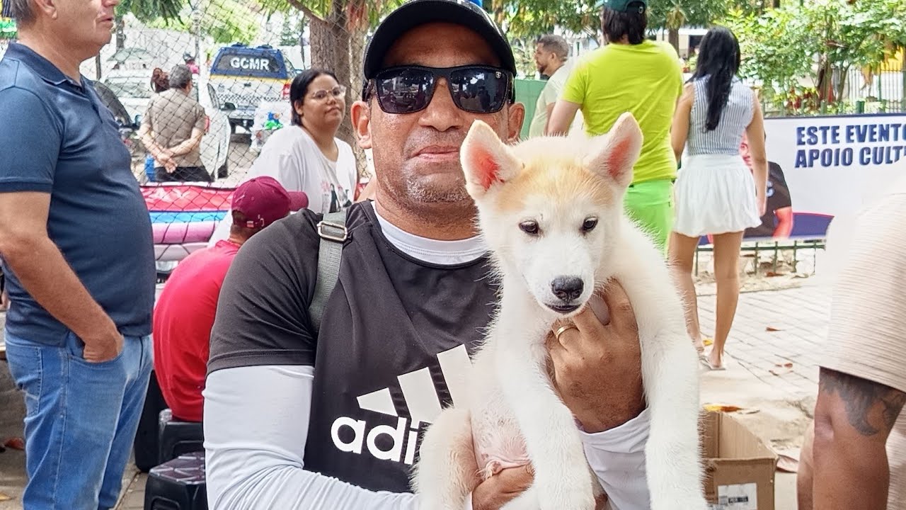 [ PARTE 2 ] FEIRA DE FILHOTES, HUSKY SIBERIANO LINDO, MADALENA RECIFE - PE.   27/02/26.
