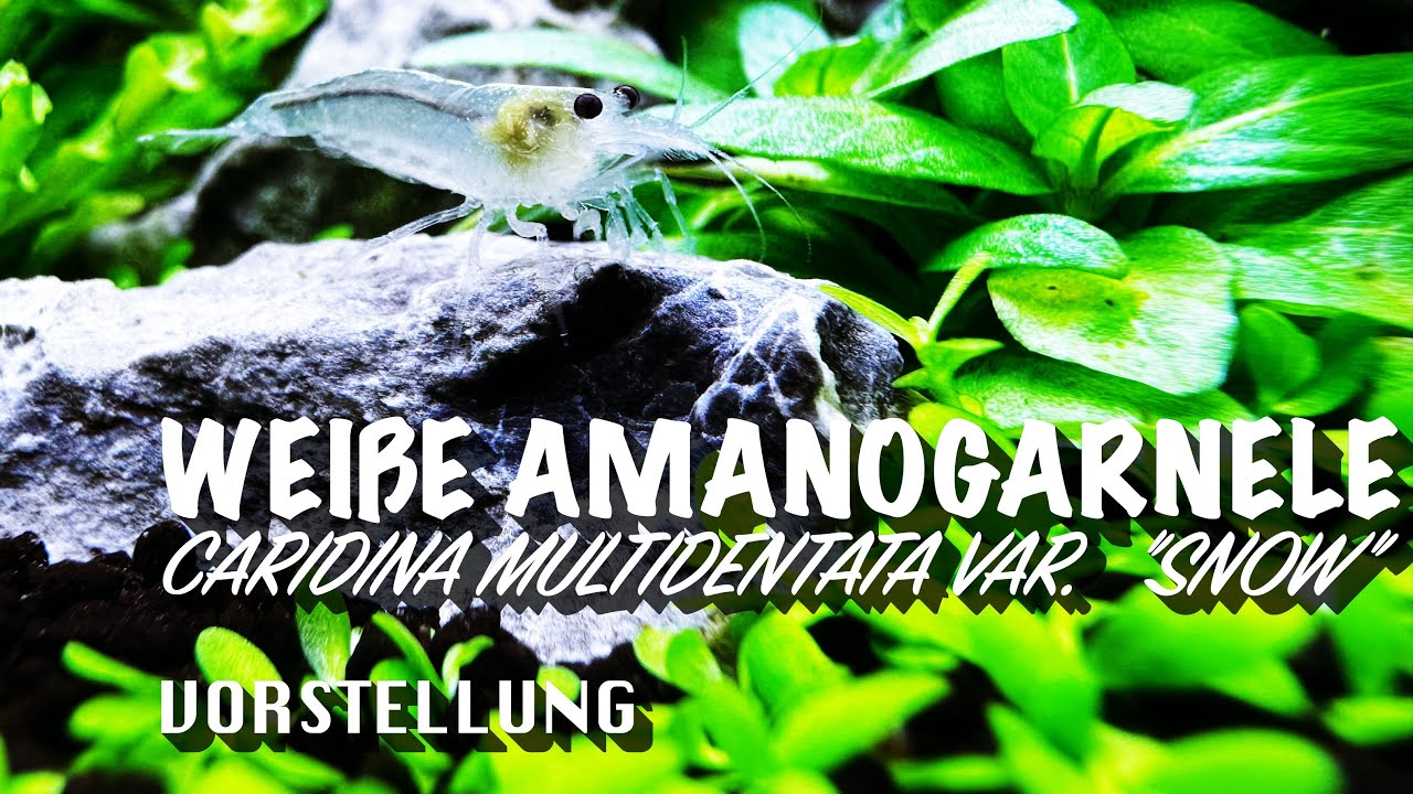 Wei&szlig;e Amanogarnelen - Caridina multidentata var. 