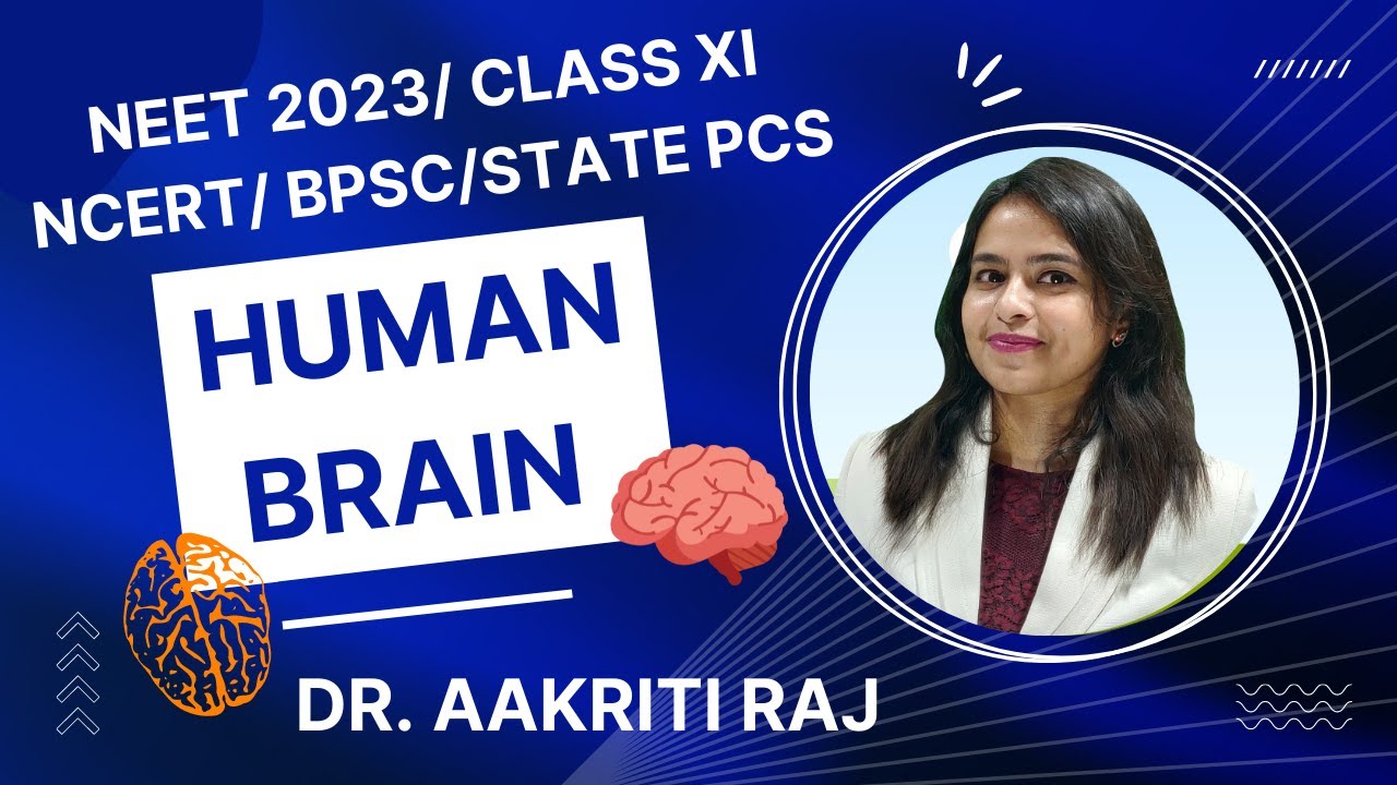 HUMAN BRAIN I CLASS XI NCERT I NEET 2023 I DR. AAKRITI RAJ