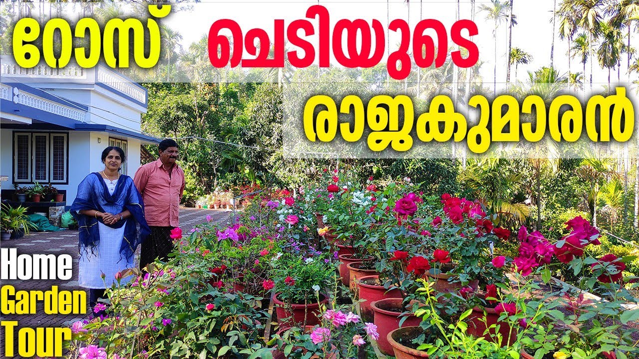 റോസാ ചെടികൾ ഇങ്ങനെ സംരക്ഷിക്കാൻ ആർക്ക് കഴിയും ഒന്ന് കാണേണ്ട കാഴ്ച തന്നെ |rose garden tour