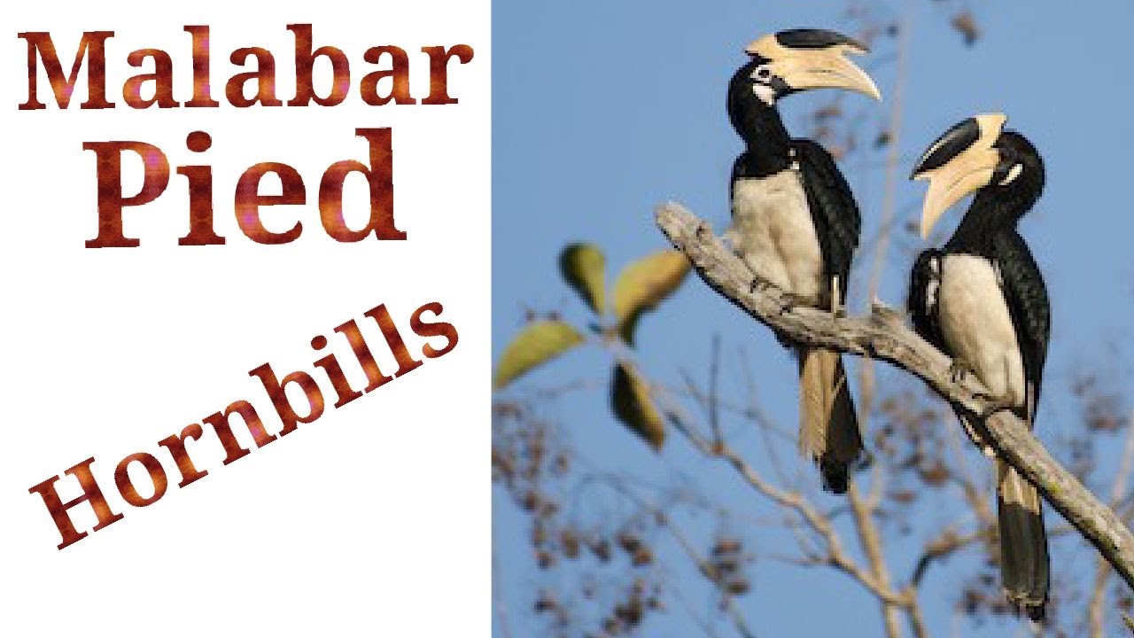3 November 2025,,,Malabar pied-Hornbill,,,