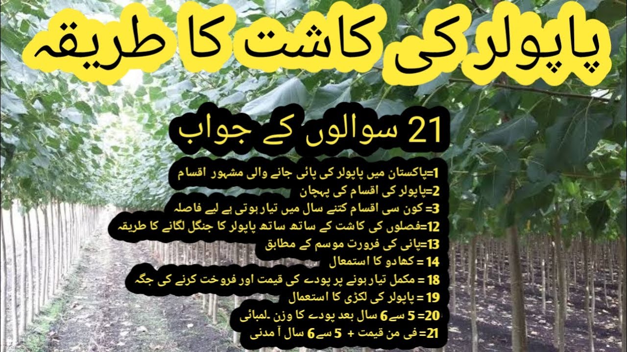 poplar cultivation and answers  to 21 question about it