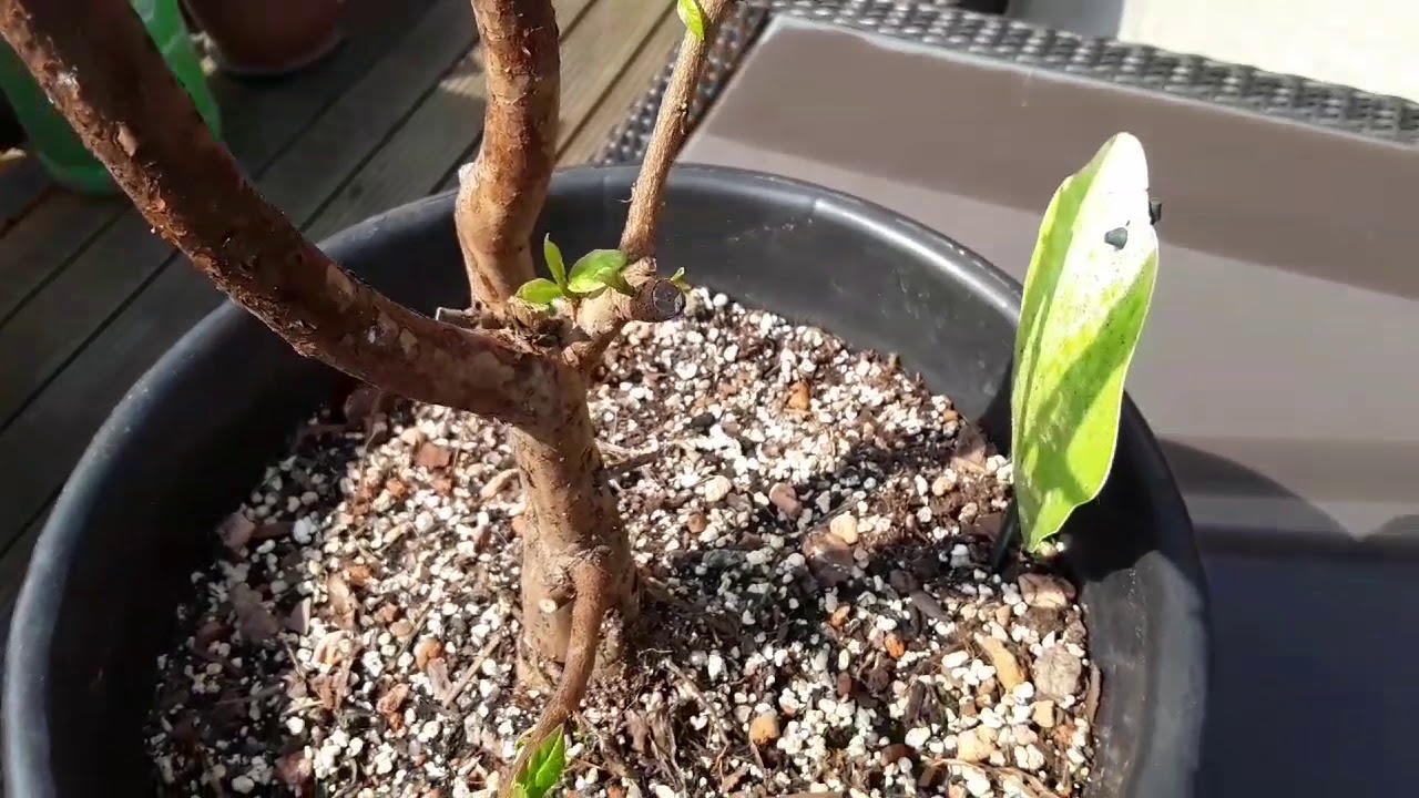 Guava growing UK, very sick bare rooted plant 1 month update