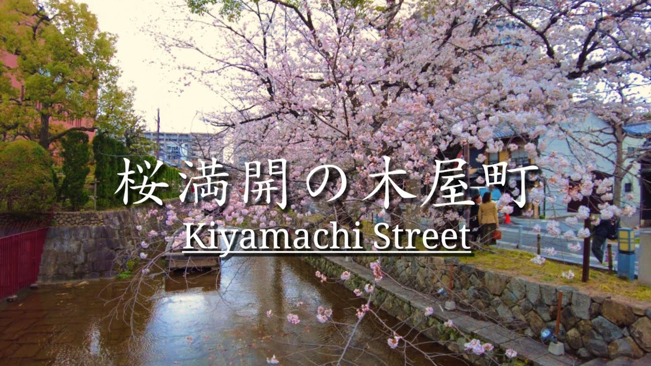 3/31(木)桜🌸満開【京都木屋町高瀬川の桜並木を歩く】二条木屋町～五条木屋町【4K】Kyoto Japan walking tour